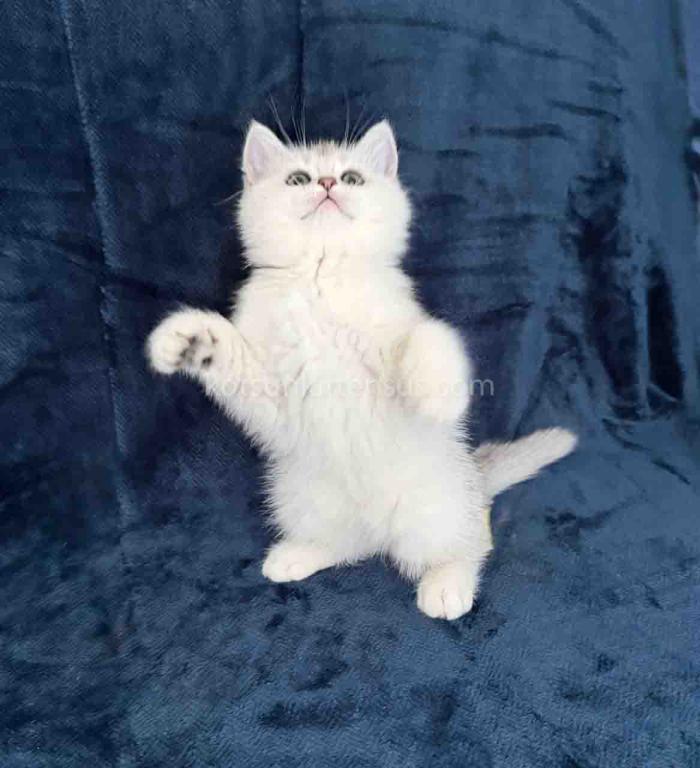 Evan Silver Shaded Chinchilla British Shorthair photo 4