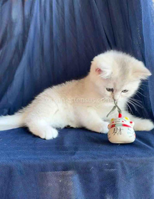 Evan Silver Shaded Chinchilla British Shorthair photo 5