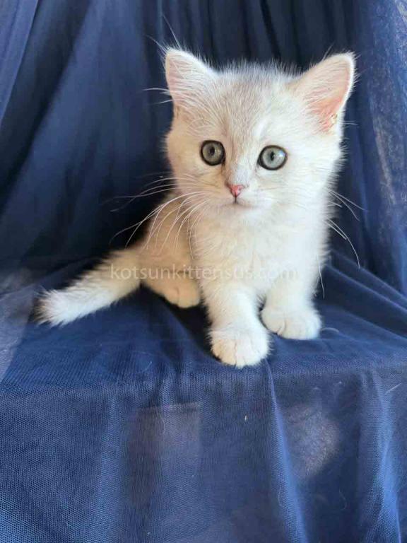 Evan Silver Shaded Chinchilla British Shorthair photo 6