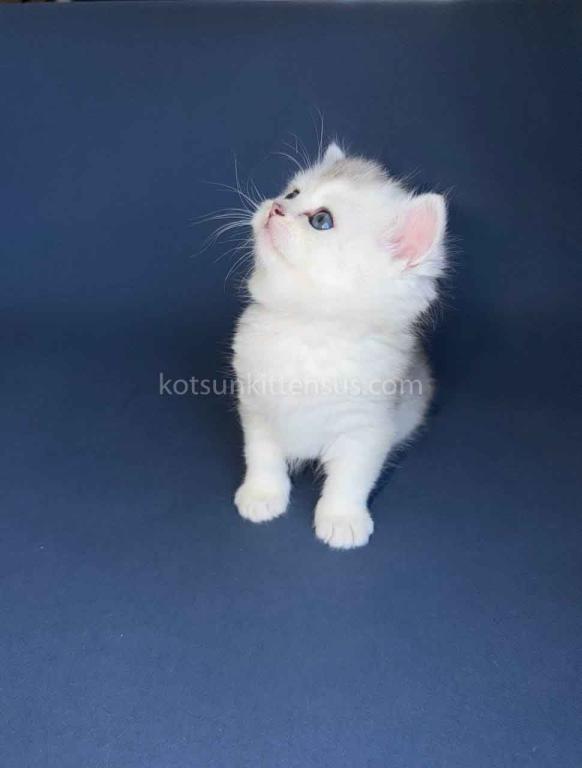 Evan Silver Shaded Chinchilla British Shorthair photo 16