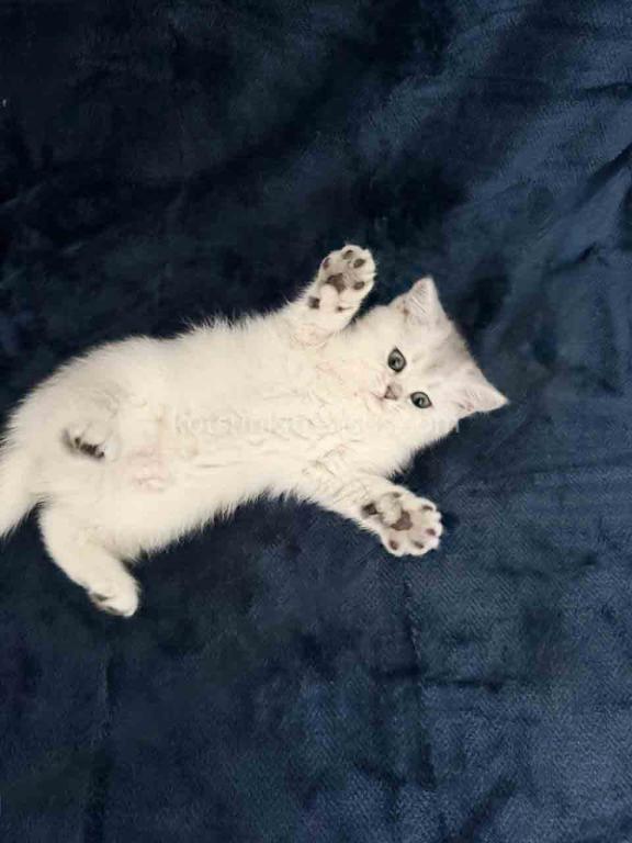 Evan Silver Shaded Chinchilla British Shorthair photo 1