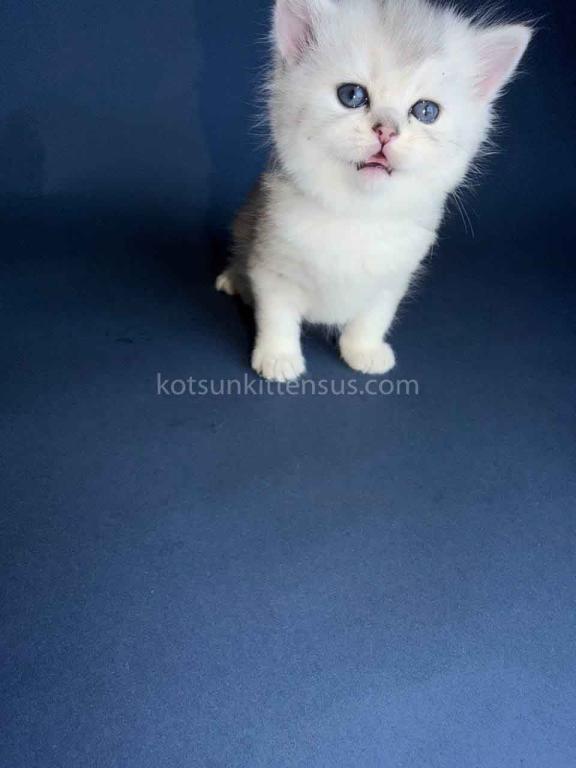 Evan Silver Shaded Chinchilla British Shorthair photo 22