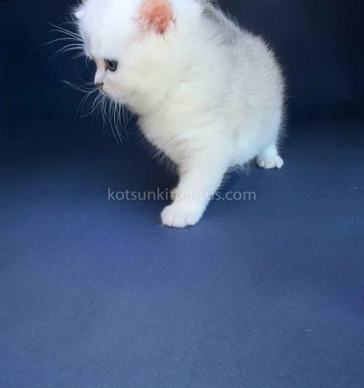 Evan Silver Shaded Chinchilla British Shorthair photo 20