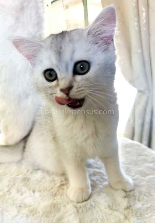 Evan Silver Shaded Chinchilla British Shorthair photo 11