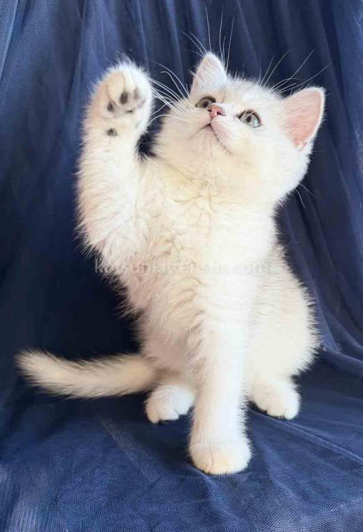 Evan Silver Shaded Chinchilla British Shorthair photo 7