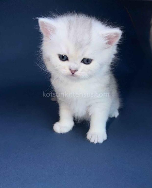 Evan Silver Shaded Chinchilla British Shorthair photo 21