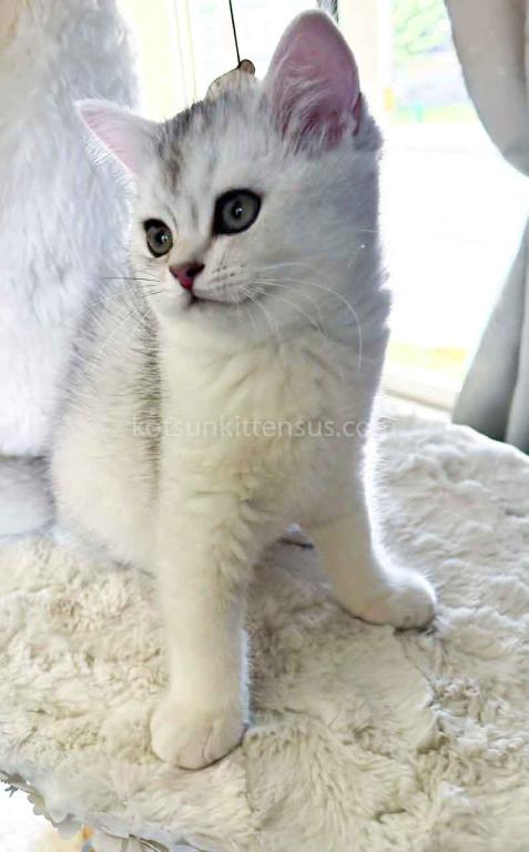 Evan Silver Shaded Chinchilla British Shorthair photo 12