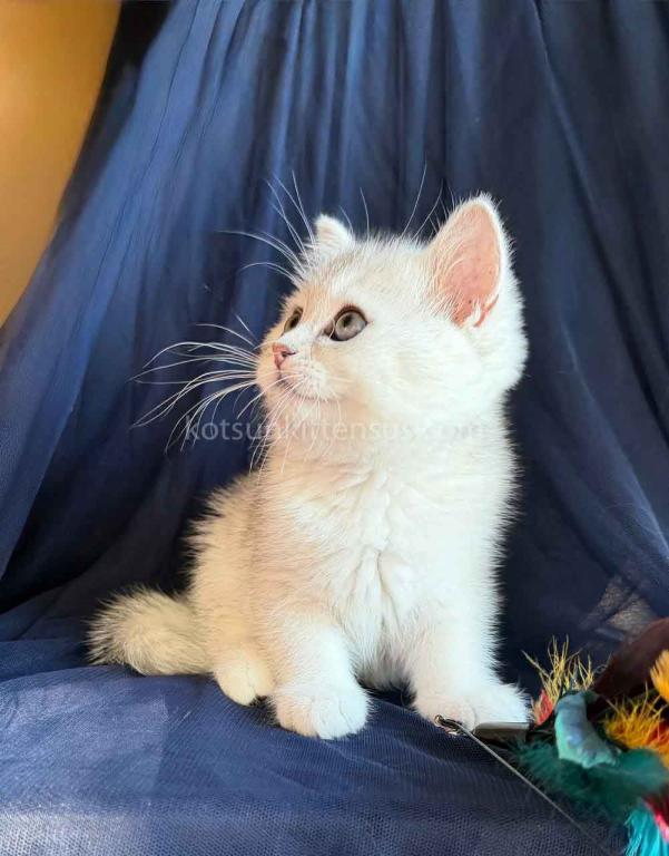 Evan Silver Shaded Chinchilla British Shorthair photo 3