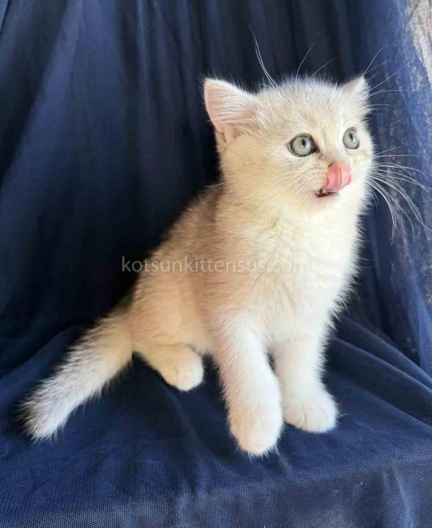 Evan Silver Shaded Chinchilla British Shorthair photo 2