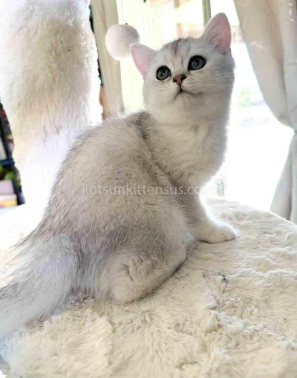 Evan Silver Shaded Chinchilla British Shorthair photo 10