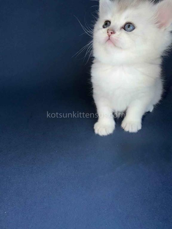 Evan Silver Shaded Chinchilla British Shorthair photo 17