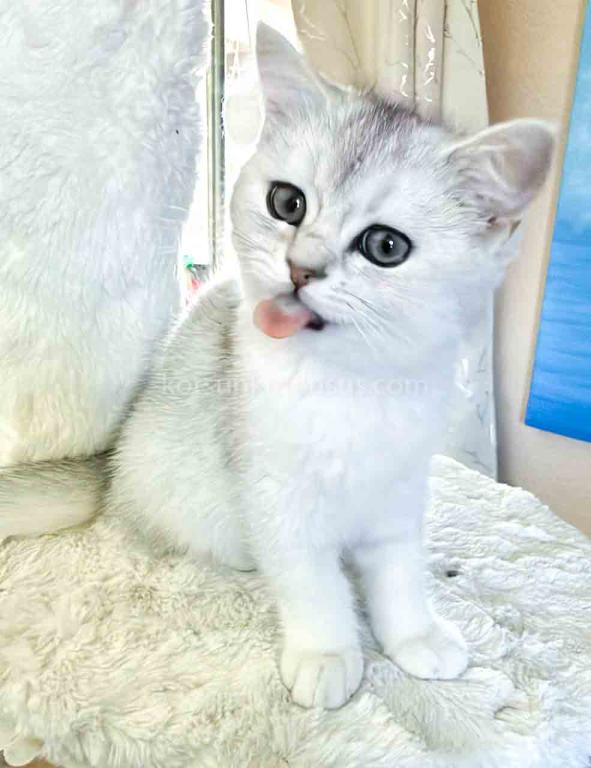 Evan Silver Shaded Chinchilla British Shorthair photo 9