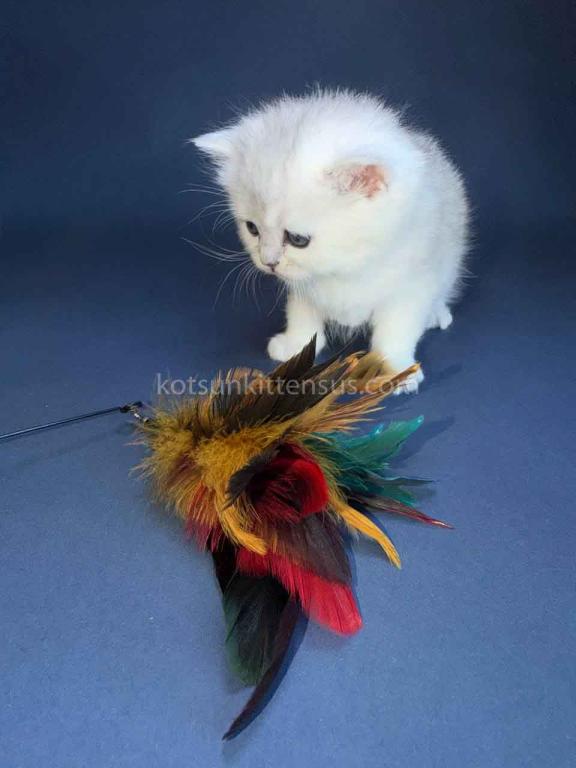 Evan Silver Shaded Chinchilla British Shorthair photo 18