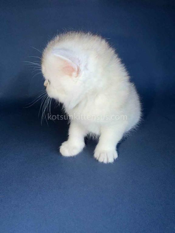 Evan Silver Shaded Chinchilla British Shorthair photo 19