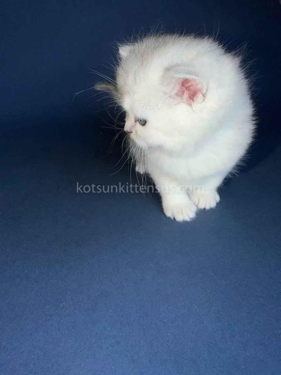 Evan Silver Shaded Chinchilla British Shorthair photo 14