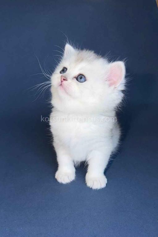 Evan Silver Shaded Chinchilla British Shorthair photo 15