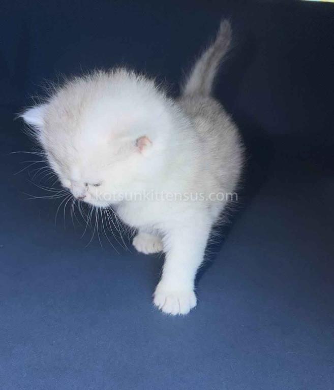 Evan Silver Shaded Chinchilla British Shorthair photo 13