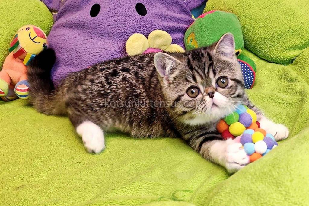 Anfisa Exotic Shorthair Brown Tabby Bicolor Girl photo 3