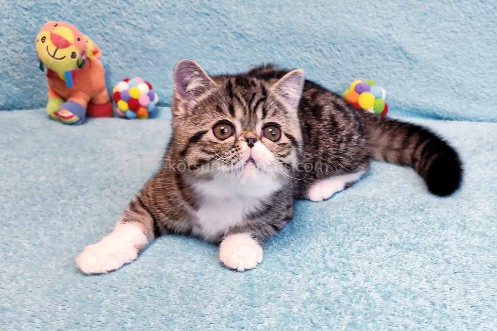 Anfisa Exotic Shorthair Brown Tabby Bicolor Girl photo 4
