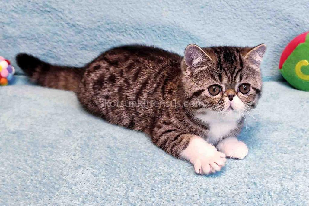 Anfisa Exotic Shorthair Brown Tabby Bicolor Girl photo 1