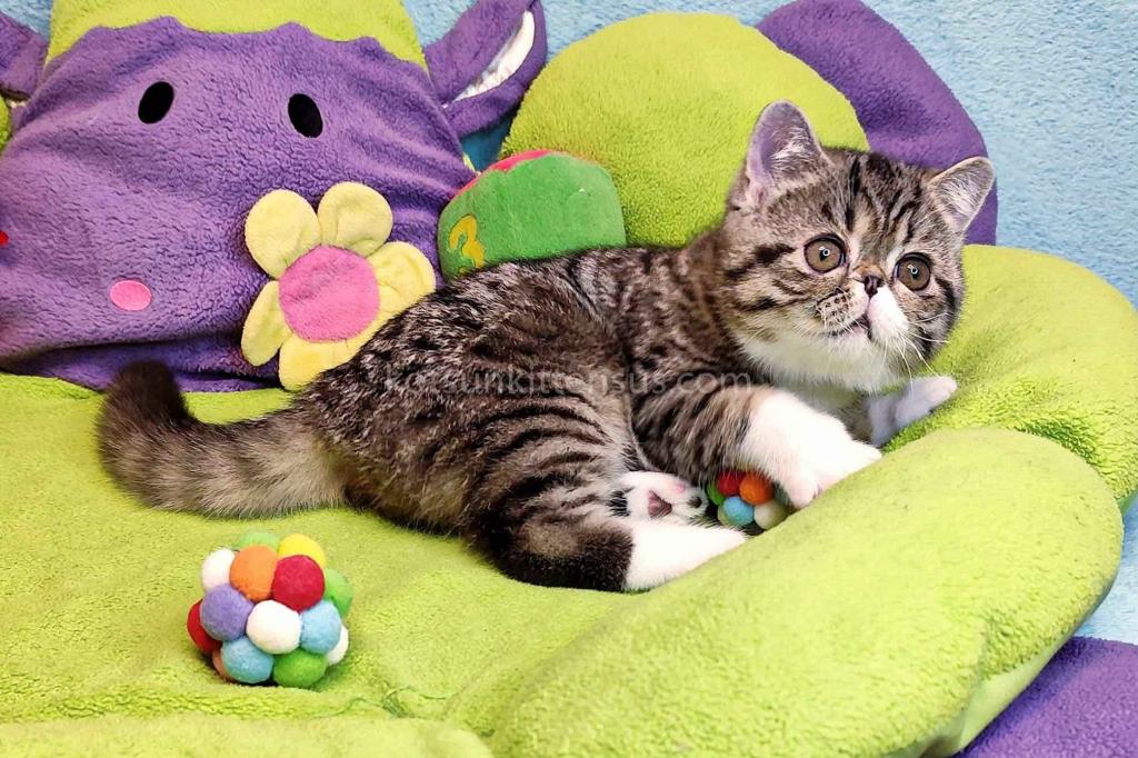 Anfisa Exotic Shorthair Brown Tabby Bicolor Girl photo 2