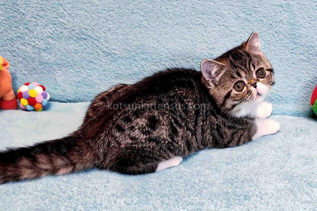 Anfisa Exotic Shorthair Brown Tabby Bicolor Girl photo 5