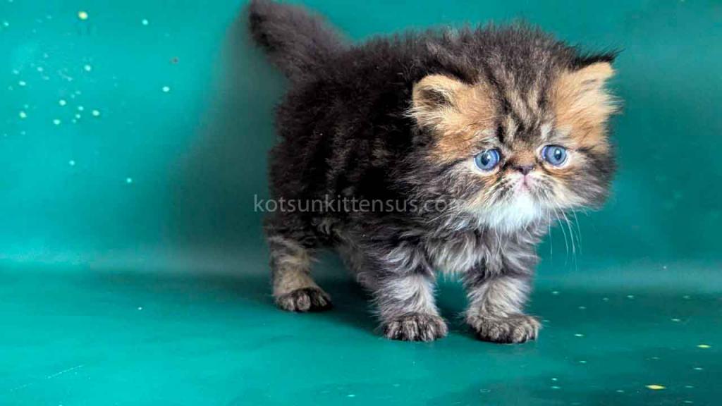 Clyde Persian Baby Boy Brown Classic Tabby photo 1