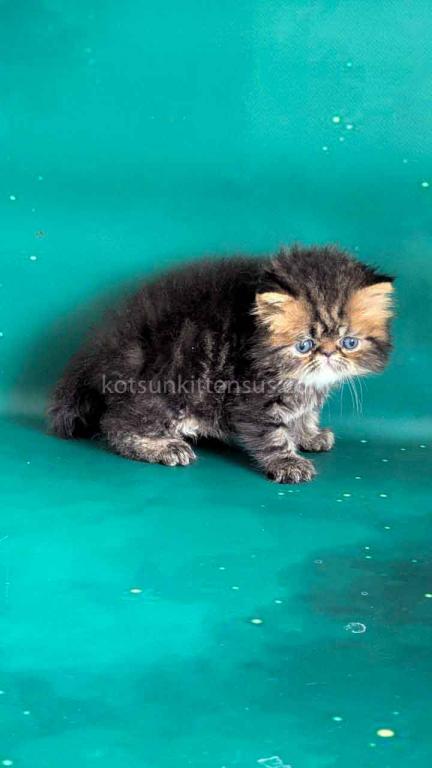 Clyde Persian Baby Boy Brown Classic Tabby photo 2