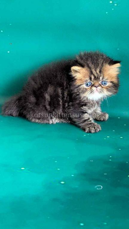 Clyde Persian Baby Boy Brown Classic Tabby photo 3