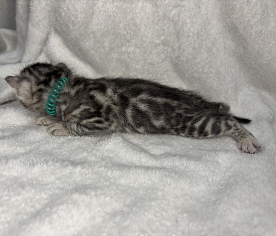 Green Collar photo 12