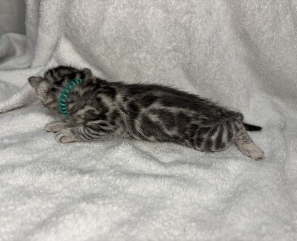 Green Collar photo 13