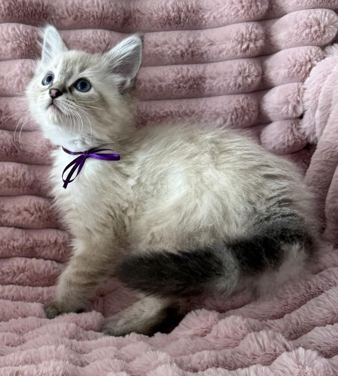 TICA Registered Female  Ragdoll photo 2