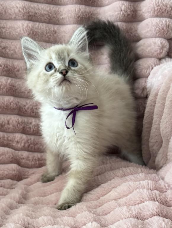 TICA Registered Female  Ragdoll photo 4