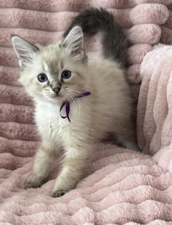 TICA Registered Female  Ragdoll photo 1