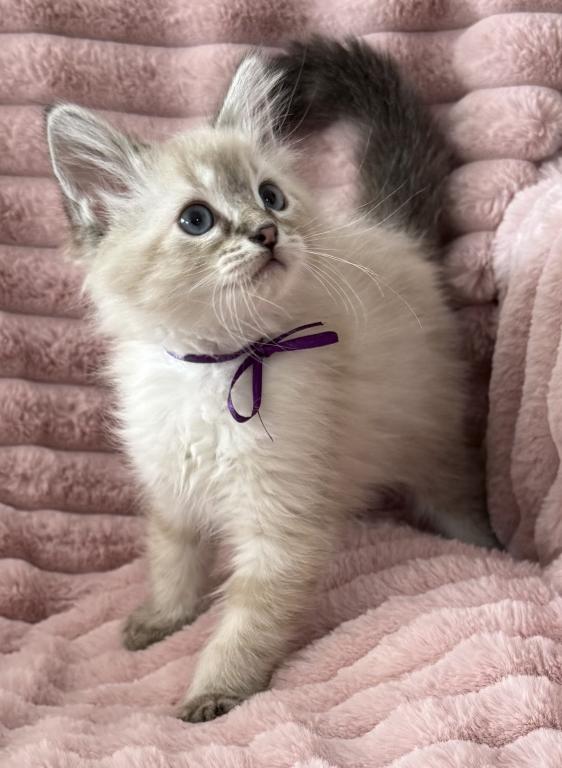 TICA Registered Female  Ragdoll photo 3