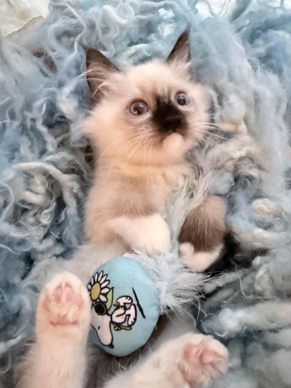 Purebred Mitted Seal Point Ragdoll Kitten photo 9
