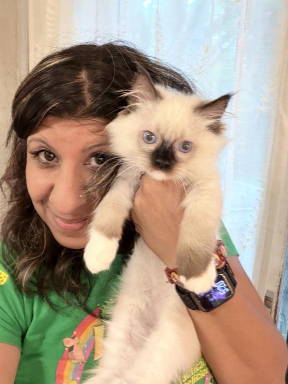 Purebred Mitted Seal Point Ragdoll Kitten photo 2