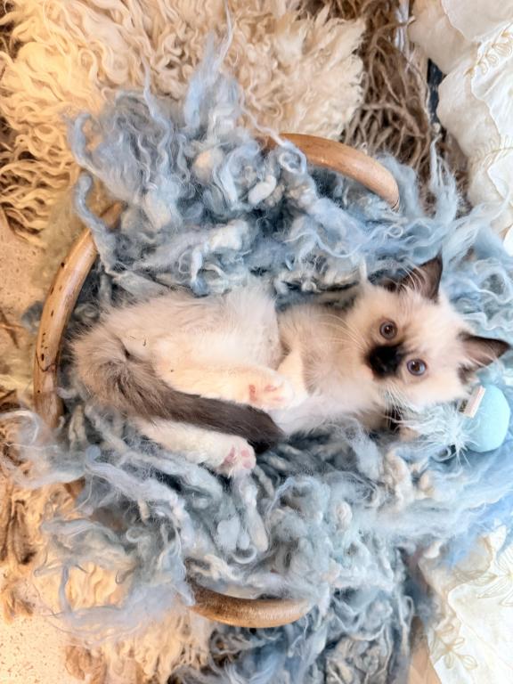 Purebred Mitted Seal Point Ragdoll Kitten photo 14