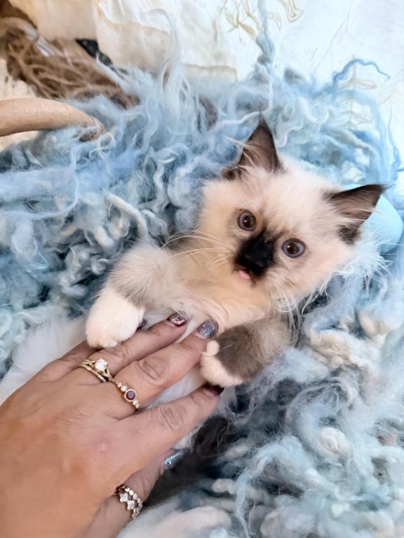 Purebred Mitted Seal Point Ragdoll Kitten photo 15