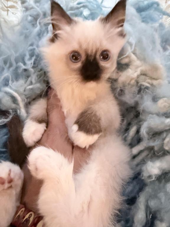 Purebred Mitted Seal Point Ragdoll Kitten photo 6