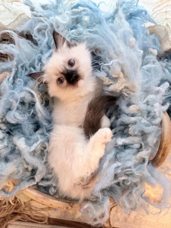 Purebred Mitted Seal Point Ragdoll Kitten photo 7