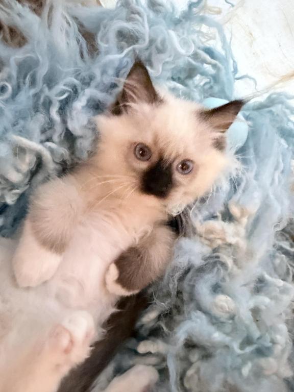 Purebred Mitted Seal Point Ragdoll Kitten photo 16