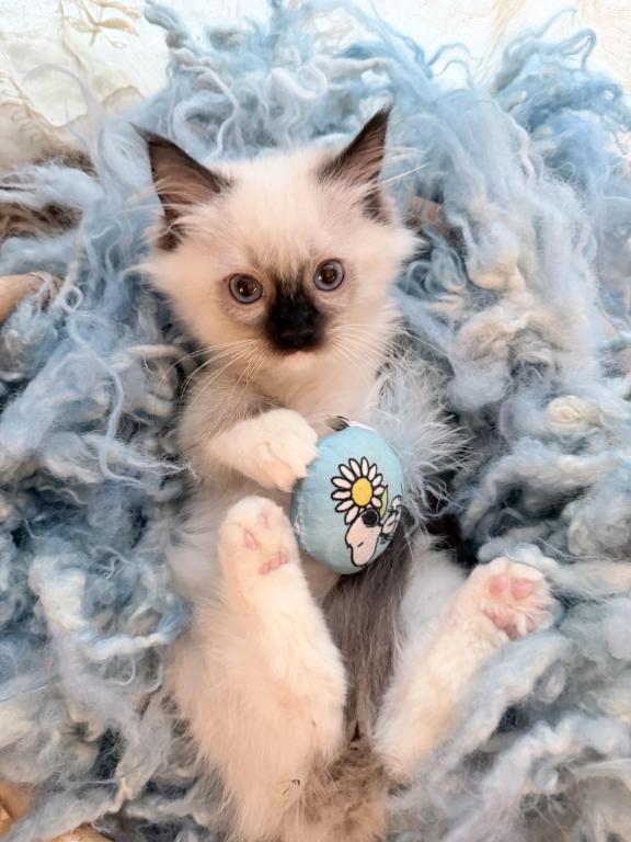 Purebred Mitted Seal Point Ragdoll Kitten photo 11