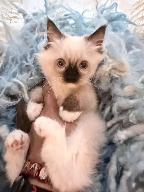 Purebred Mitted Seal Point Ragdoll Kitten photo 1