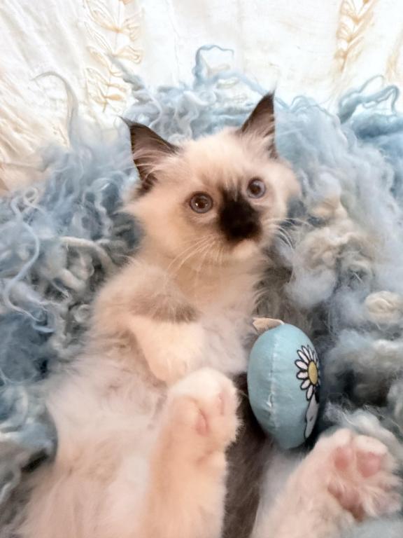 Purebred Mitted Seal Point Ragdoll Kitten photo 10