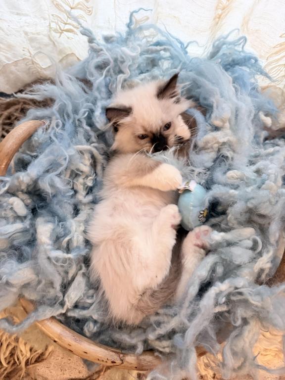 Purebred Mitted Seal Point Ragdoll Kitten photo 12