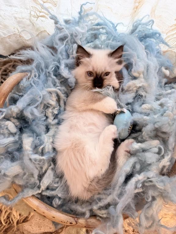Purebred Mitted Seal Point Ragdoll Kitten photo 13
