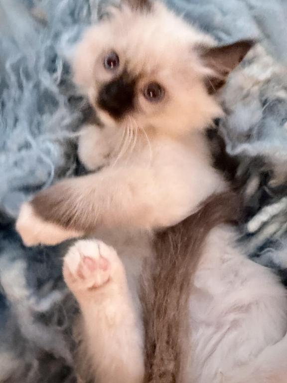 Purebred Mitted Seal Point Ragdoll Kitten photo 8