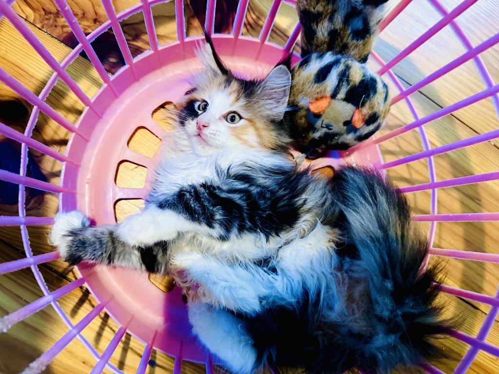 September Kitten Polydactyl AVAILABLE photo 3