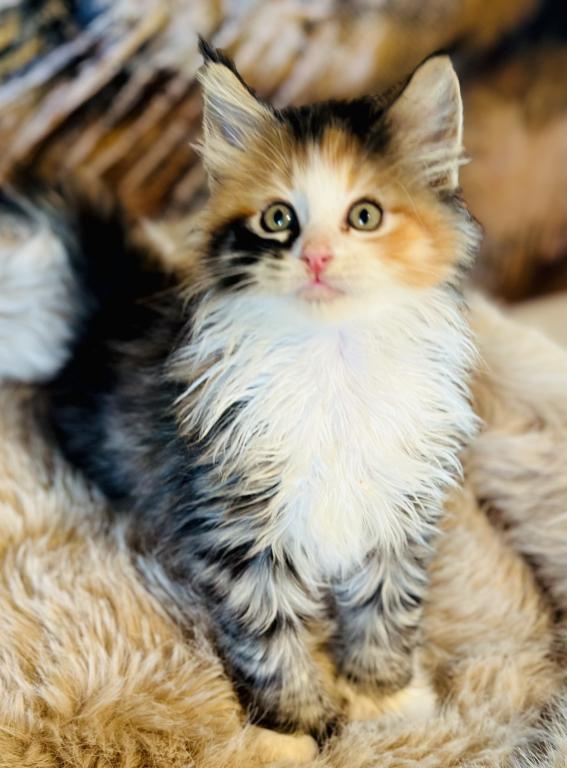September Kitten Polydactyl AVAILABLE photo 9